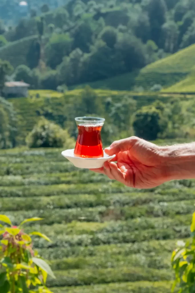 Farklı çay çeşitleri arasında siyah çay, yeşil çay ve aromatik bitki çayları görseli.