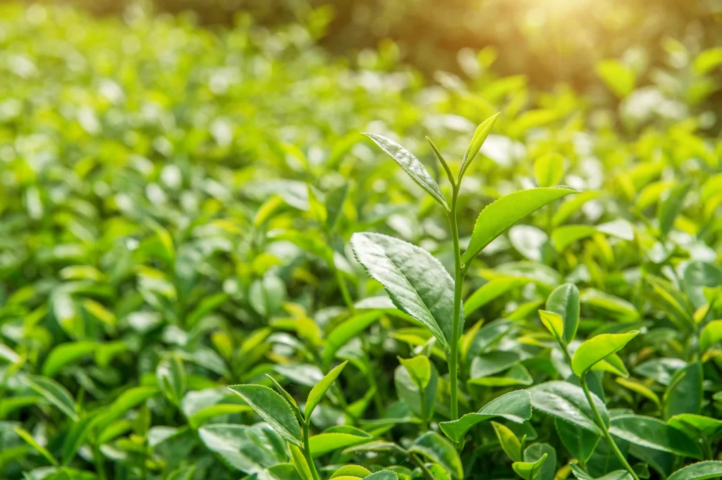 Hopa Çay Üretimi: Karadeniz'in Çay Bahçeleri